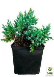 Саджанець Agro-Market Ялівець лусчастий 4-річний Blue Star С3 Ø 20-25 см 1 шт. в упаковці (116272) - мініатюра 3