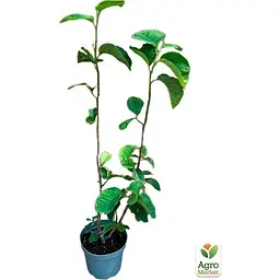 Саджанець Agro-Market Магнолія 4-х річна гібридна Black Tulip (висота 50-60 см) (181165) 1 шт. в упаковці - мініатюра 2