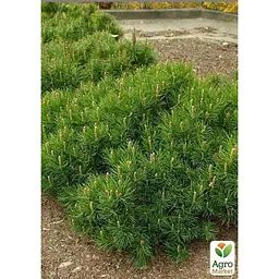 Саджанець Agro-Market Сосна гірська карликова Montana (Pinus Mugo) горщик P9 (49231) - мініатюра 4