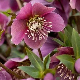 Морозник (Helleborus) Red Lady Agro-Market 1 саджанець в упаковці (48554) - мініатюра 2