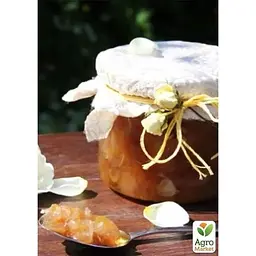 Троянда чайно-гібридна Agro-Market святкова біло-кремова Чарівна Magic сорт на варення 1 шт. в упаковці (17465) - мініатюра 2
