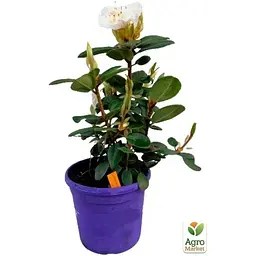 Саджанець Agro-Market Рододендрон Вільямса 2-х річний Gartendirektor Rieger С2 висота 25-40 см (152182) 1 шт. в упаковці - мініатюра 3