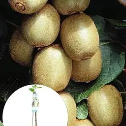 Саджанець Agro-Market Ківі Hayward LMTD (жіночий сорт, укорінений) (138495) из Нидерландов 1 шт. в упаковці - мініатюра 3