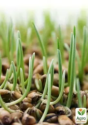 Насіння Agro-Market Мікрозелень гірчиця у банці 20 г (45207) - мініатюра 3