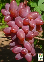 Саджанець Agro-Market Виноград Дубовський Червоний (солодкий великий, гігантська ягода) 1 шт. в пакуванні (51074) - мініатюра 2