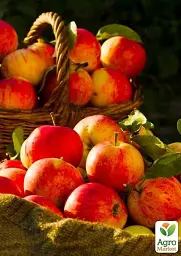 Саджанець Agro-Market Яблуня Чемпіон (Ранньозимовий сорт) 1 шт. в упаковці (25647) - мініатюра 4