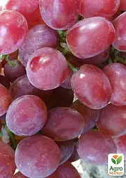 Саджанець Agro-Market Виноград Дольче Сонячний (маса грони 600-1200 гр маса ягоди 12 гр) (50818) 1 шт. в пакуванні - мініатюра 2