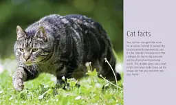 Hamlyn All Colour Petcare. Cat Care Essentials - Франческа Ріккоміні - мініатюра 2