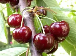 Саджанець Agro-Market Черешня Наполеон чорна (літній сорт, пізній термін дозрівання) 1 шт. в упаковці (24000) - мініатюра 3