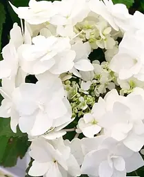 Гортензія Agro-Market Doppio Bianco Hydrangea macrophylla квітуча крупнолиста вазон С15 1 саджанець в упаковці - мініатюра 6