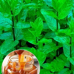 М'ята Карамельна "Mentha Caramel" (186523) (Корневище) 1 саджанець в упаковці