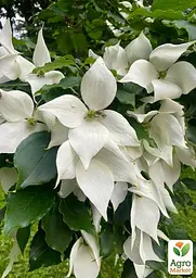 Саджанець Agro-Market Дерен Коуза (Cornus kousa) Кизил Японський (101875) - мініатюра 2