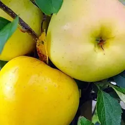 Саджанець Agro-Market Яблуня Пепінка золота (зимовий сорт) (25646) 1 шт. в упаковці - мініатюра 3