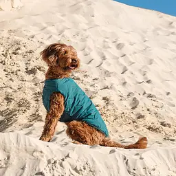 Жилетка для собак Pet Fashion E.Vest XL (бірюзовий) - мініатюра 6