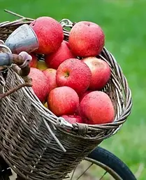 Саджанець Agro-Market Яблуня колоновидна Піонер (літній сорт, пізній термін дозрівання) (25940) 1 шт. в упаковці - мініатюра 3