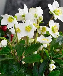 Морозник (Helleborus) Potter`s Wheel Agro-Market 1 саджанець в упаковці (48552) - мініатюра 2