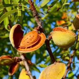 Саджанець Agro-Market Мигдаль солодкий Вікторія (ранній термін дозрівання) 1 шт. в упаковці (23605) - мініатюра 6