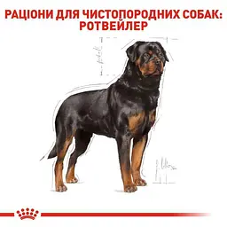 Сухий корм для дорослих собак породи Ротвейлер Royal Canin Rottweiler Adult, з м'ясом птиці, 12 кг (3971120) - мініатюра 3