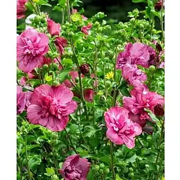 Гібіскус сирійський "Magenta Chiffon" С2 висота 45-70 см (62132) 1 саженец