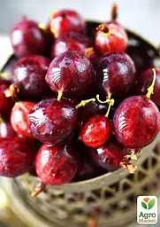 Аґрус на штамбі Agro-Market "Сенатор" (середній термін дозрівання) (44847) 1 саджанець в упаковці - мініатюра 3