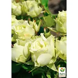 Троянда дрібноквіткова (спрей) Agro-Market Лувіана саджанець класу АА+ вищий сорт 1 шт. в упаковці (178468) - мініатюра 3