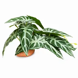 Штучна рослина Hobby Calathea 1 24x14 см (37714) для тераріуму, акватераріуму та палюдаріуму