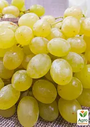 Саджанець Agro-Market Виноград Первозванний (ранній термін дозрівання, стійкий сорт не сприйнятливий до хвороб) 1 шт. в пакуванні (25525) - мініатюра 3