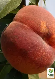 Саджанець Agro-Market Персик Коллінз (літній сорт, середньостиглий термін дозрівання) 1 шт. в упаковці (15913) - мініатюра 3