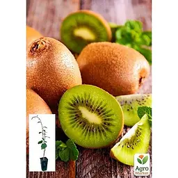 Саджанець Agro-Market Ківі Бруно укорінений у контейнері (саджанець 2 роки) (153307) 1 шт. - мініатюра 3