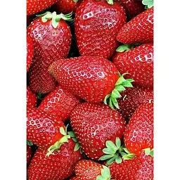 Саджанець Agro-Market Полуниця Зірниця 5шт (ранній термін дозрівання, сорт стійкий до хвороб) (36606) - мініатюра 5