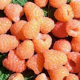 Малина Agro-Market "Василінка" (великоплідний сорт, середній термін дозрівання) 1-річний саджанець (185342) 1 саджанець в упаковці