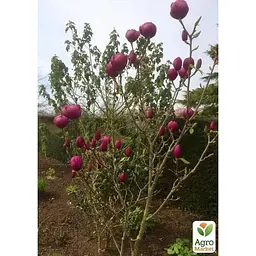 Саджанець Agro-Market Магнолія 4-х річна гібридна Black Tulip (висота 50-60 см) (181165) 1 шт. в упаковці - мініатюра 3