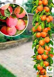Саджанець Agro-Market Слива колоновидна Голлівуд Нью 1 шт. в упаковці (52711) - мініатюра 2