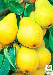 Саджанець Agro-Market Груша Лимонка (літній сорт, ранній термін дозрівання) 1 шт. в упаковці (15782) - мініатюра 2