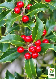 Саджанець Agro-Market Падуб гостролистий (Ilex aquifolium) вазон Р9 (178885) - мініатюра 3