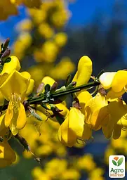 Саджанець Agro-Market Рокитник Golden Sunlight (цитісус) вазон С3 (181558) - мініатюра 5