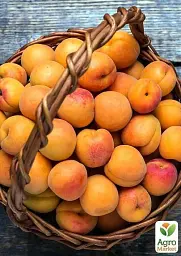 Саджанець Agro-Market Абрикос колоновидний помаранчевий із засмагою на сонячному боці Радості життя (Joy of life) (преміальний пізньостиглий сорт) 1 шт. в упаковці (45792) - мініатюра 2