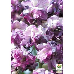 Саджанець Agro-Market Вістерія (гліцинія) Black Dragon 2-х річна (висота 50-70 см) (183514) 1 шт. в упаковці Нідерланди - мініатюра 2