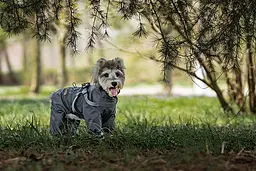 Світловідбивний дощовик-комбінезон для собак Derby R61 Grey Reflective XL - мініатюра 4