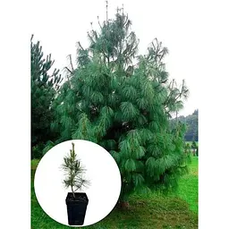 Саджанець Agro-Market Сосна гімалайська 3-х річна Griffithii С3 висота 20-30 см 1 шт. в упаковці (144824) - мініатюра 2