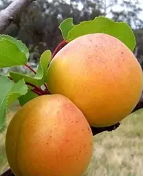 Саджанець Agro-Market Абрикос Буревісник (15762) 1 шт. в упаковці - мініатюра 2
