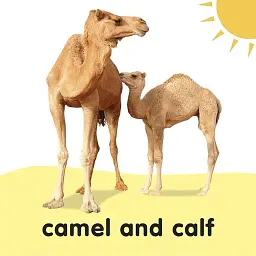 Baby Touch and Feel Bible Animals - DK - мініатюра 5