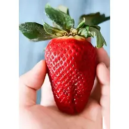 Саджанець Agro-Market Полуниця Гігантелла MAXI 5шт (середньо-пізній термін дозрівання, великоплідний сорт) (37310) - мініатюра 4
