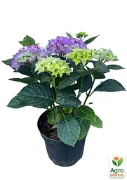 Саджанець Agro-Market LMTD Гортензія крупнолистова квітуча 3-річна Ningbo Paars (30-40см) (152438) - мініатюра 2