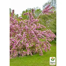 Саджанець Agro-Market Дейція пурпурна Kalmiiflora (177162) 1 шт. в упаковці - мініатюра 2