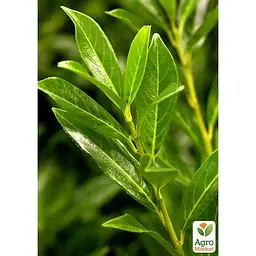LMTD Лавровишня Agro-Market 6-річна Caucasica 100-120м (188353) 1 саджанець в упаковці (кімнатний) Нідерланди