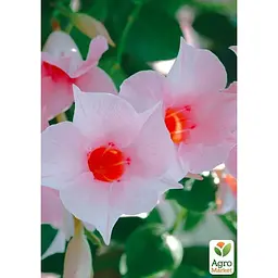 Саджанець Agro-Market Дипладенія (Mandevilla) Classic Cream Pink (квітуча ліана) (178528) 1 шт. - мініатюра 3