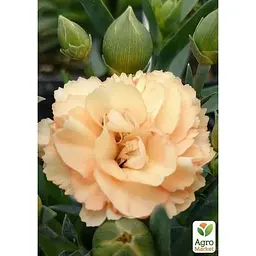Саджанець Agro-Market Гвоздика Махрова Dinamic Apricot (контейнер № 10 висота 10 см) (49329) 1 шт. в упаковці - мініатюра 3