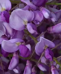 Гліцинія Agro-Market Beautiful landscape фіолетова 1 саджанець в упаковці (38032) - мініатюра 3