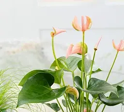Саджанець Agro-Market Антуріум (Anthurium) Joli Peach (145613) 1 шт. в упаковці (кімнатний) - мініатюра 2